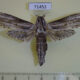 71453p Cossidae Panau stenoptera sumatrana Vietnam $30