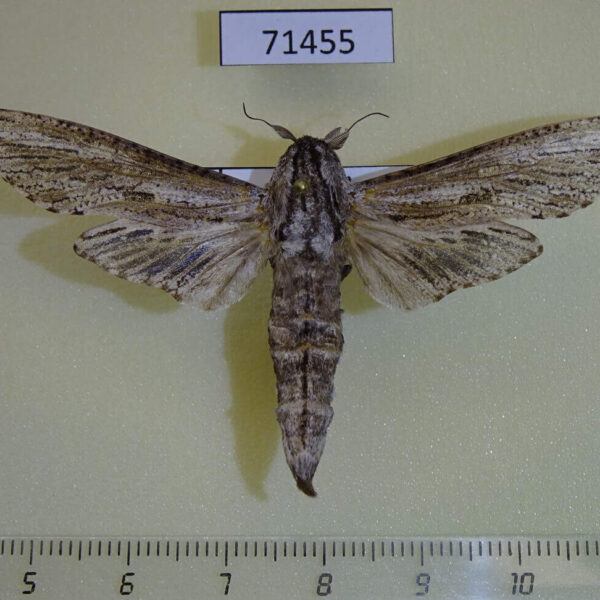 Cossidae Panau stenoptera sumatrana Vietnam