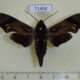 71458p Sphingidae Dahira obliquifascia Vietnam $9