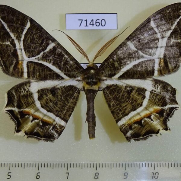 Geometridae Mesastrape fulguraria Vietnam