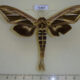 71467p Notodontiidae Tarsolepis fulgurifera Vietnam $12