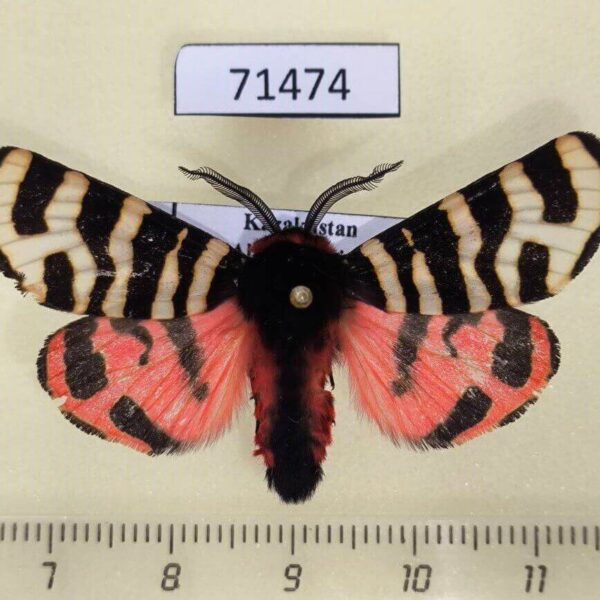 Arctiidae Eucharia festiva sartha Kazakhstan