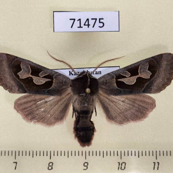 Noctuidae Perigrapha circumducta Kazakhstan