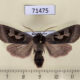 71475p Noctuidae Perigrapha circumducta Kazakhstan $9