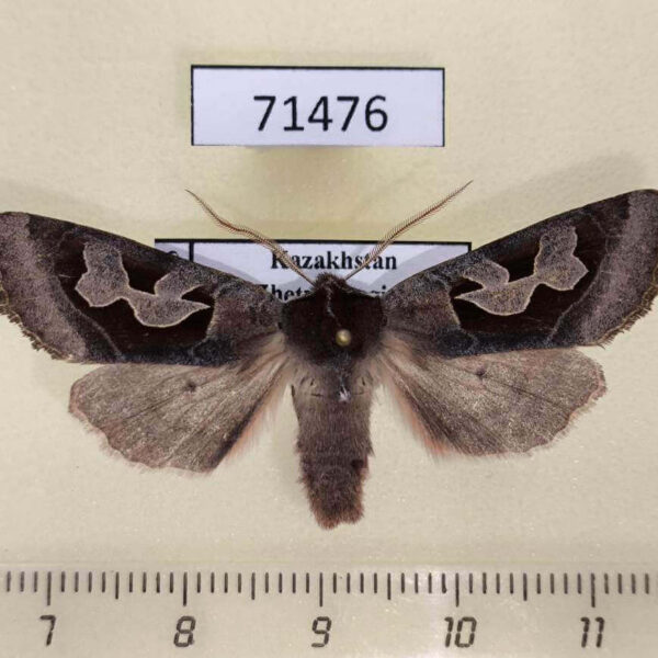 Noctuidae Perigrapha circumducta Kazakhstan