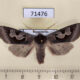71476p Noctuidae Perigrapha circumducta Kazakhstan $10