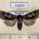 71477p Noctuidae Perigrapha circumducta Kazakhstan $12