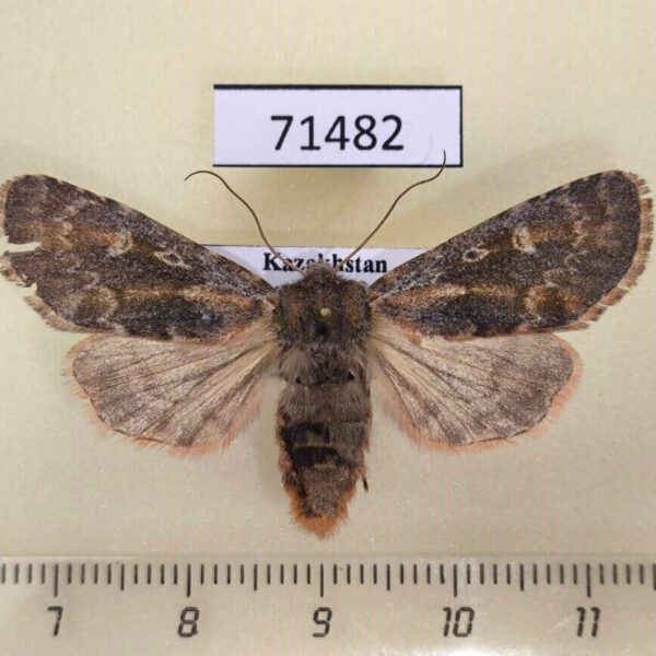 Noctuidae Dasypolia fraterna Kazakhstan