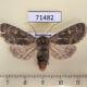 71482p Noctuidae Dasypolia fraterna Kazakhstan $18
