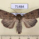 71484p Noctuidae Rhyacia arenacea Kazakhstan $15