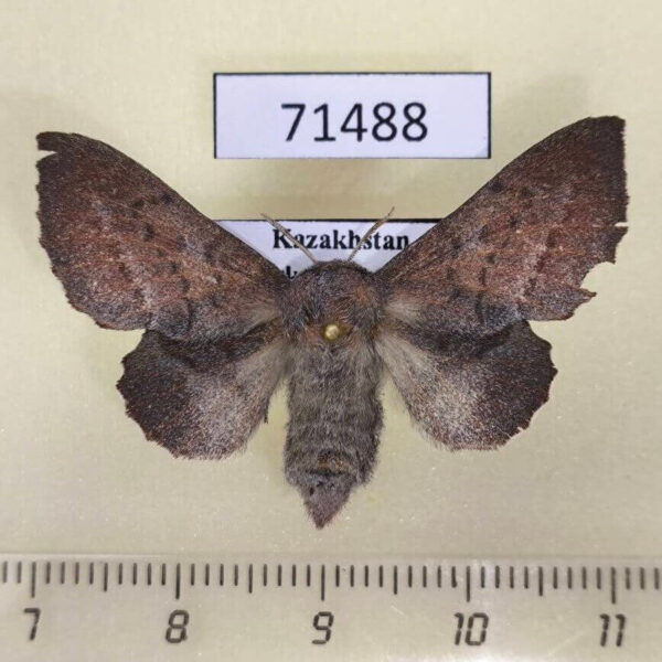 Lasiocampidae Phyllodesma alice f Kazakhstan