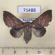 71488p Lasiocampidae Phyllodesma alice f Kazakhstan $10