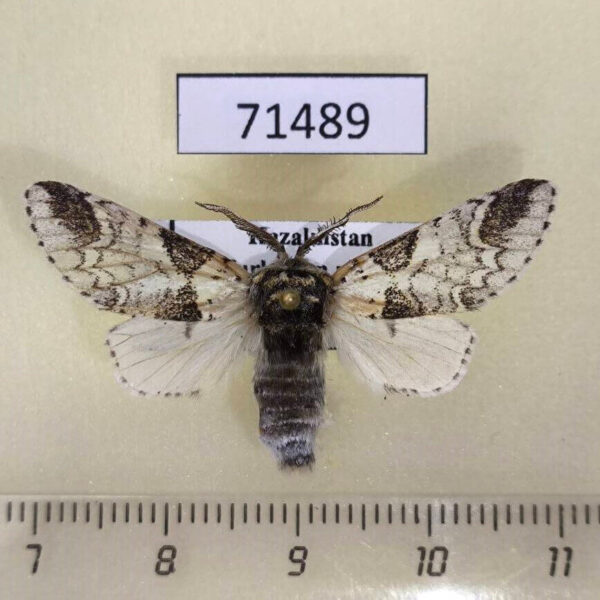 Notodontiidae Furcula mimonovi Kazakhstan