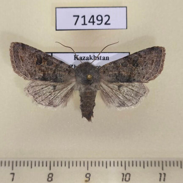 Noctuidae Orthosia incerta Kazakhstan