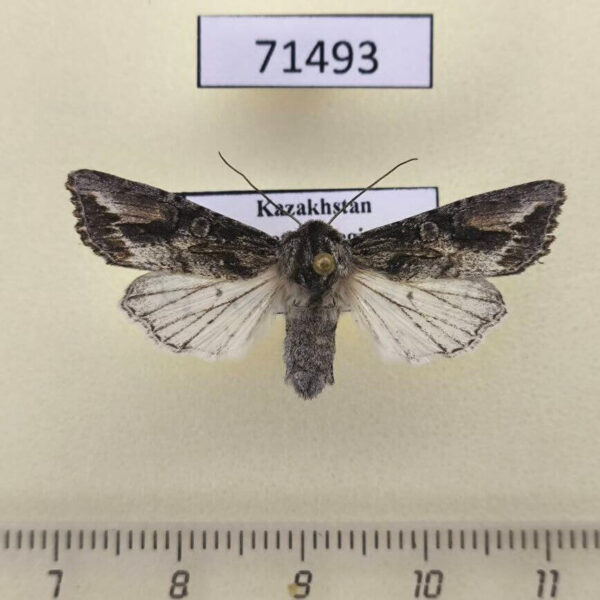 Noctuidae Egira anatolica f Kazakhstan