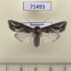 71493p Noctuidae Egira anatolica f Kazakhstan $6
