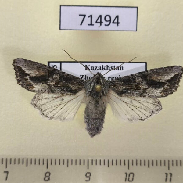 Noctuidae Egira anatolica f Kazakhstan