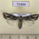 71494p Noctuidae Egira anatolica f Kazakhstan $6