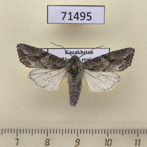 Noctuidae Egira anatolica Kazakhstan