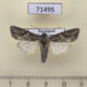 71495p Noctuidae Egira anatolica Kazakhstan $5