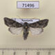 71496p Noctuidae Egira anatolica Kazakhstan $5