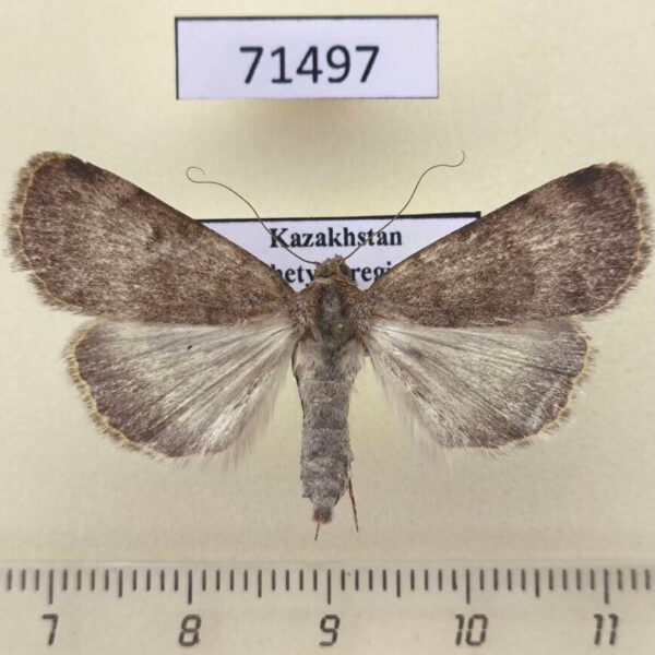 Noctuidae Autophila asiatica Kazakhstan