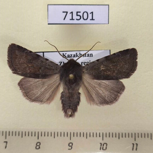 Noctuidae Cerastis rubricosa Kazakhstan