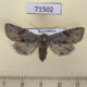 71502p Noctuidae Orthosia incerta Kazakhstan $4