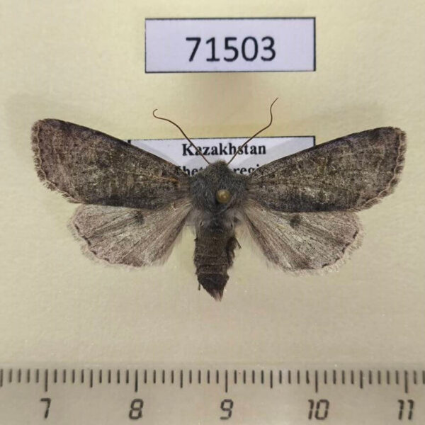 Noctuidae Orthosia incerta Kazakhstan
