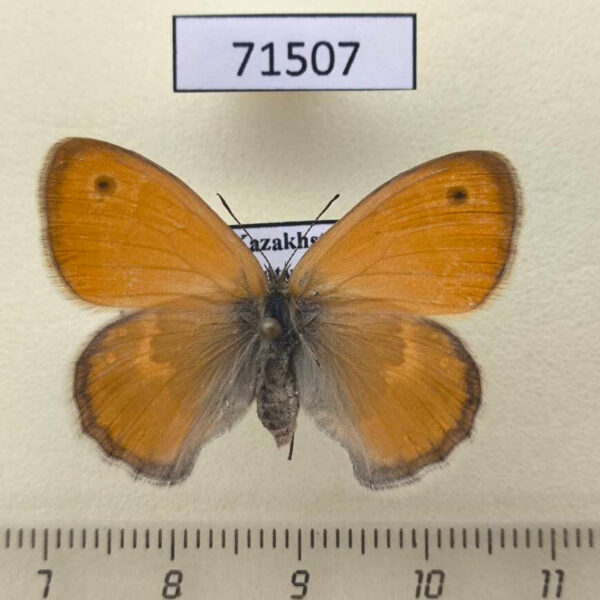 Satyridae Coenonympha pamphilus f Kazakhstan