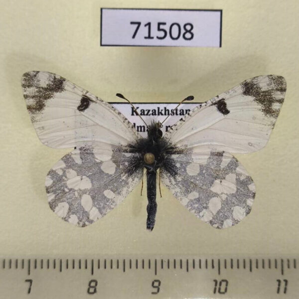 Pieridae Euchloe pulverata Kazakhstan