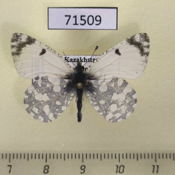 Pieridae Euchloe pulverata Kazakhstan