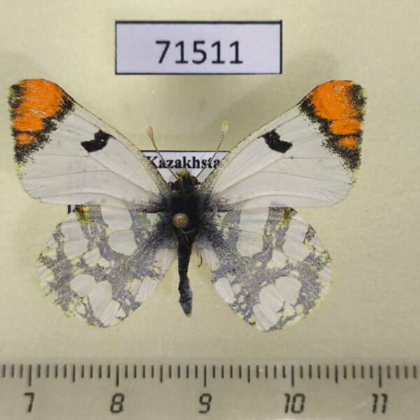Pieridae Zegris fausti Kazakhsatan