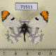 71511p Pieridae Zegris fausti Kazakhsatan $12