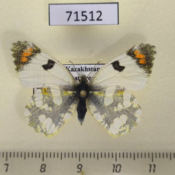 Pieridae Zegris fausti Kazakhsatan