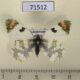 71512p Pieridae Zegris fausti Kazakhsatan $12