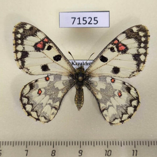 Papilionidae Hypermnestra helios f Kazakhstan