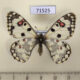 71525p Papilionidae Hypermnestra helios f Kazakhstan $12