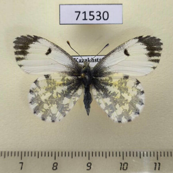 Pieridae Anthocharis cardamines f Kazakhstan