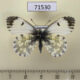 71530p Pieridae Anthocharis cardamines f Kazakhstan $7