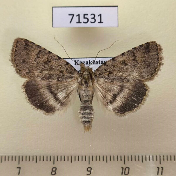 Noctuidae Autophila ligaminosa subligaminosa Kazakhstan