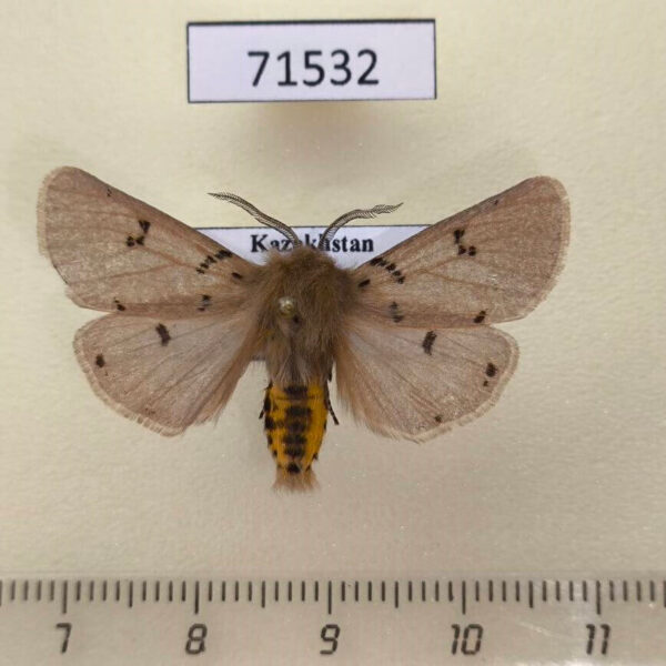 Arctiidae Eudiaphora turensis Kazakhstan