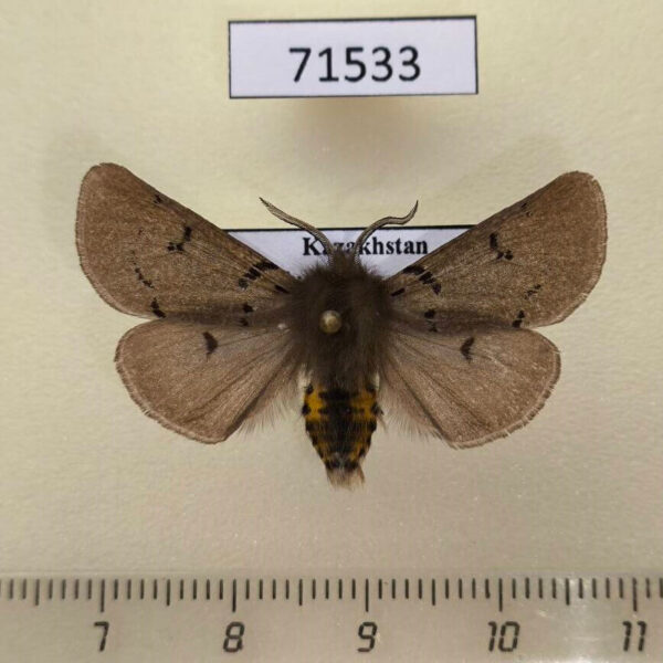 Arctiidae Eudiaphora turensis Kazakhstan