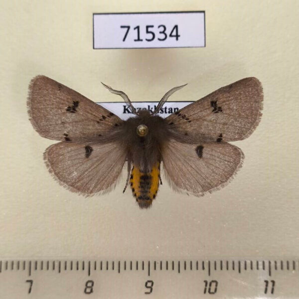 Arctiidae Eudiaphora turensis Kazakhstan
