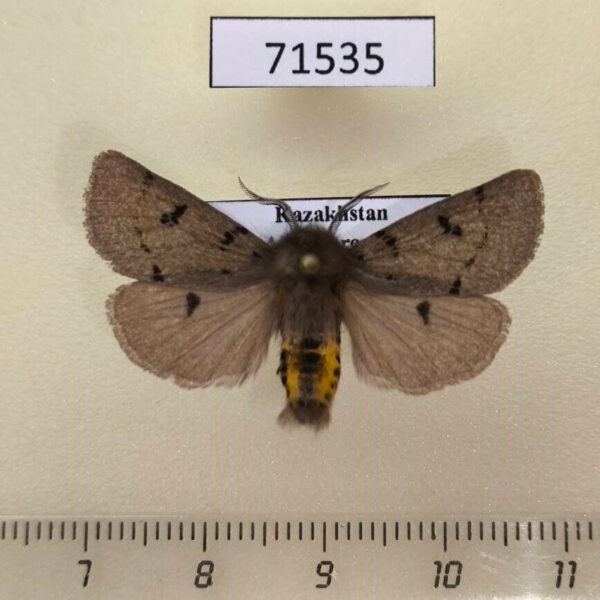 Arctiidae Eudiaphora turensis Kazakhstan