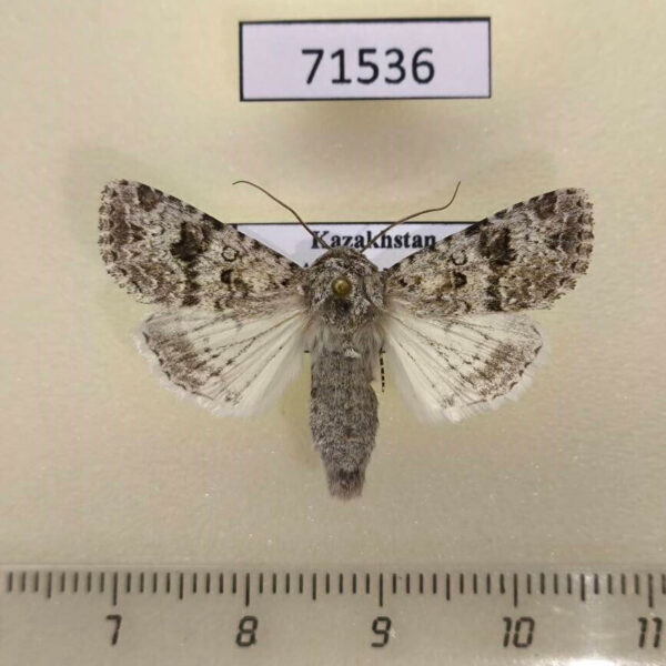 Noctuidae Hadula stigmosa Kazakhstan