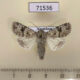71536p Noctuidae Hadula stigmosa Kazakhstan $7