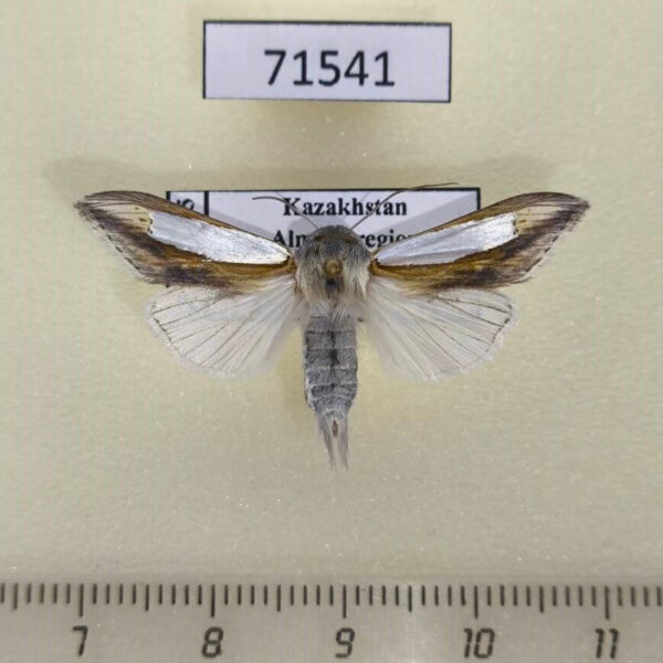 Noctuidae Cucullia argentina Kazakhstan