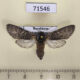 71546p Notodontiidae Dicranura ulmi f Kazakhstan $7
