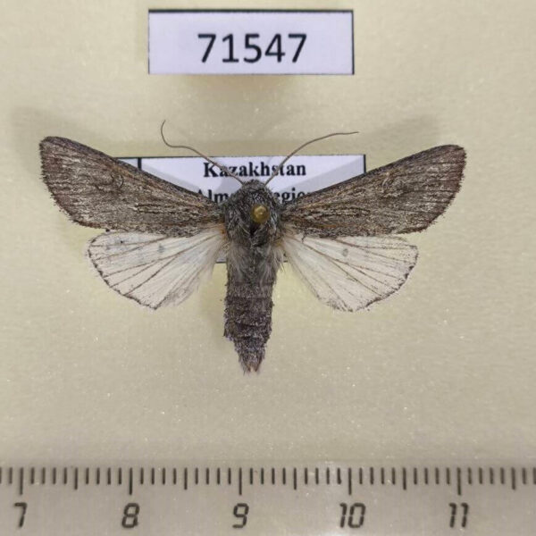 Noctuidae Odontelia sp. Kazakhstan
